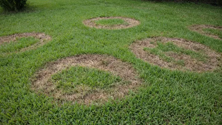 Circular tan brown patch fungus rings in a lush St. Augustine lawn on a humid morning